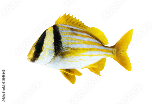 Anisotremus virginicus, the porkfish, is a species of grunt . Isolated on white background photo
