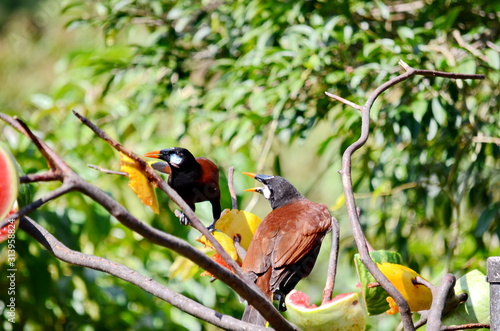 Montezuma Oropendola one of Costa Rica's most iconic bird species