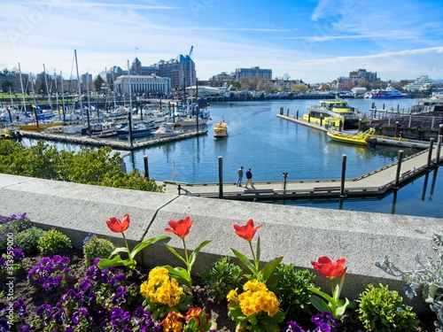 Springtime blooming flowers in Victoria downtown