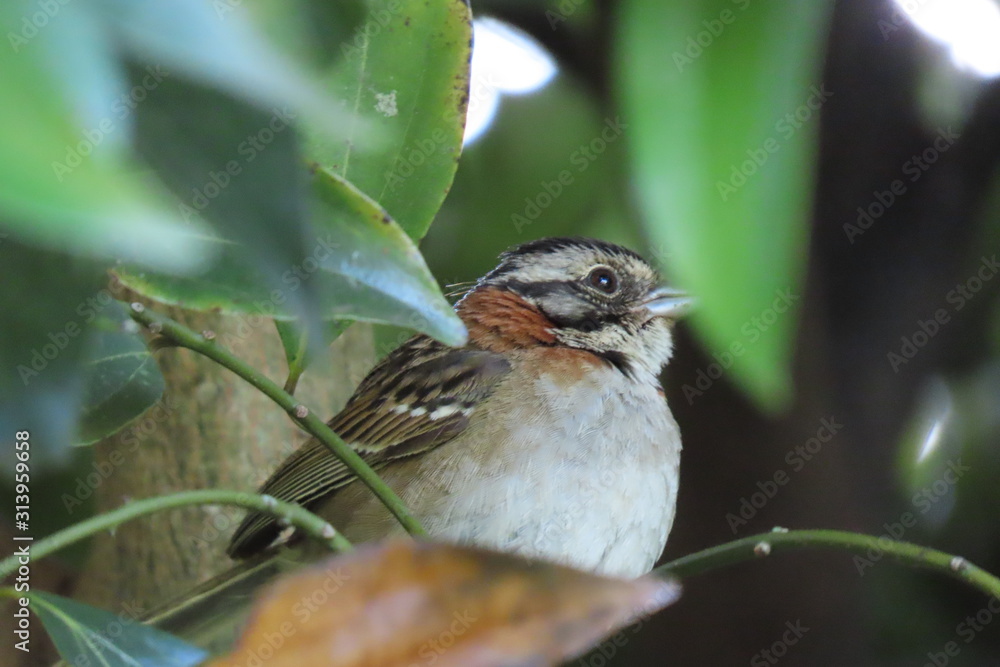 Fototapeta premium robin perched on branch