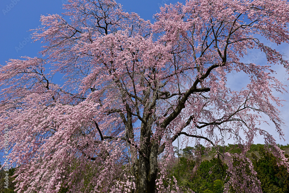春空に咲く満開のしだれ桜