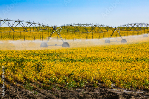 Fototapet A wide angle view of a center pivot water irrigation system, sprinkler heads spr