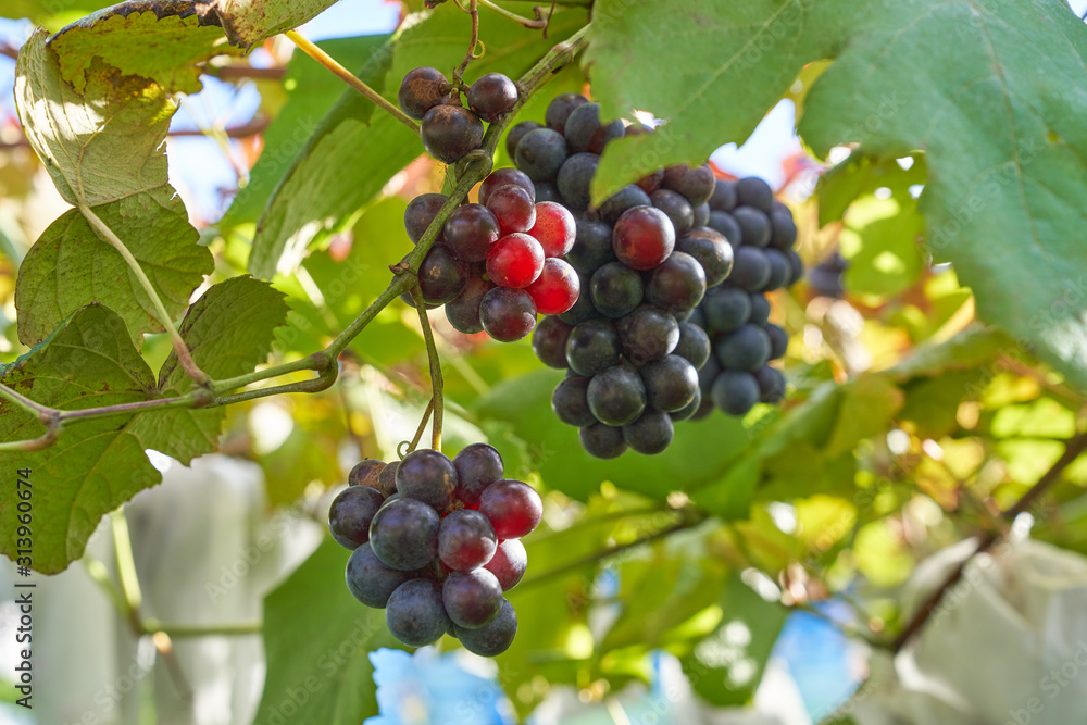 purple sweet grapes on trees in fruit farm of fukushima