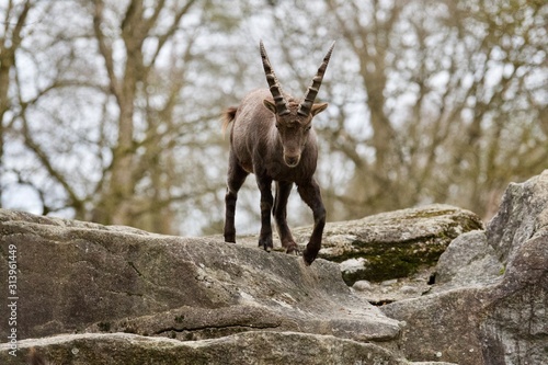 Ibex (Capra Ibex) on top of mountain photo