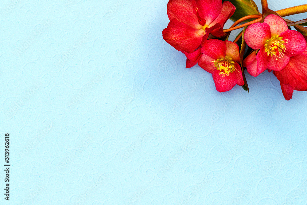 Red yellow Hellebore flowers of helleborus hybridus ( Spring Lenten rose ). Hellebore red blossom Rose as gift card, copy space, text place. Flowers bouquet for 8 March or Valentines day, flat lay Red yellow Hellebore flowers of helleborus hybridus ( Spring Lenten rose ). Hellebore red blossom Rose as gift card, copy space, text place. Flowers bouquet for 8 March or Valentines day, flat lay