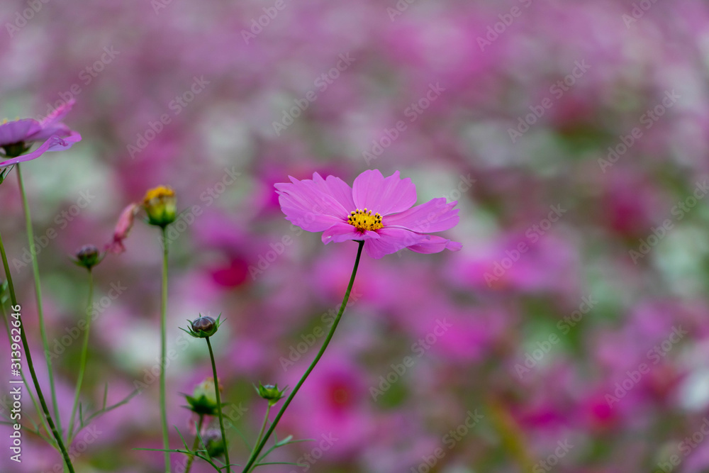 Close up of Japanese Cosmos Flower with Bokeh Background Close up of Japanese Cosmos Flower with Bokeh Background