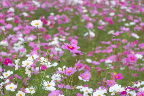 Japanese Cosmos Flowers in Meadow 