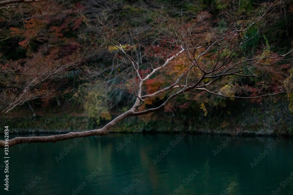Maple branch in Autumn at Arashiyama in Moody Scene Maple branch in Autumn at Arashiyama in Moody Scene