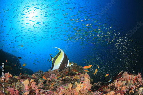 Fish and underwater coral reef