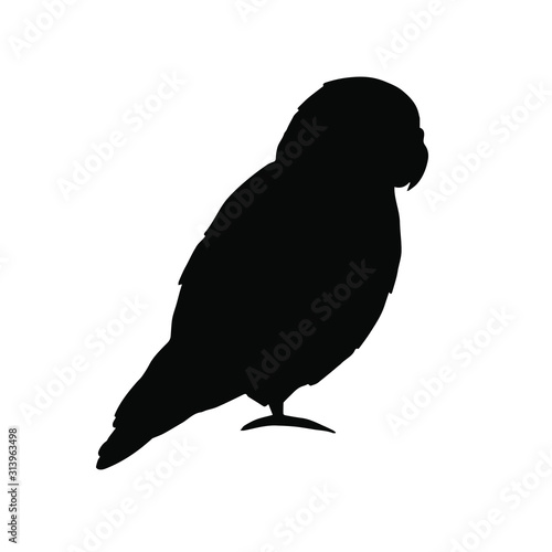 Vector black lovebird parrot silhouette isolated on white background