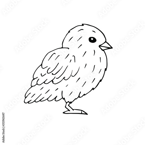 Vector hand drawn doodle sketch baby chick isolated on white background