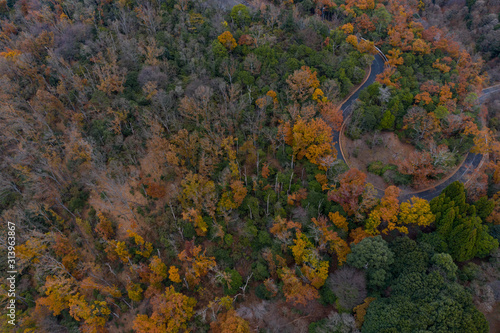 Autumn Trees in Japan  Aerial View with Copy space 