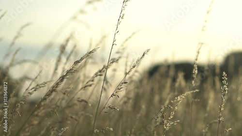 Slow motion zoom natural landscape with no filter color footage of beautiful walk in could windy prairie  meadow wheat grain grass field in warm sun with sunset in golden light for vacation concept