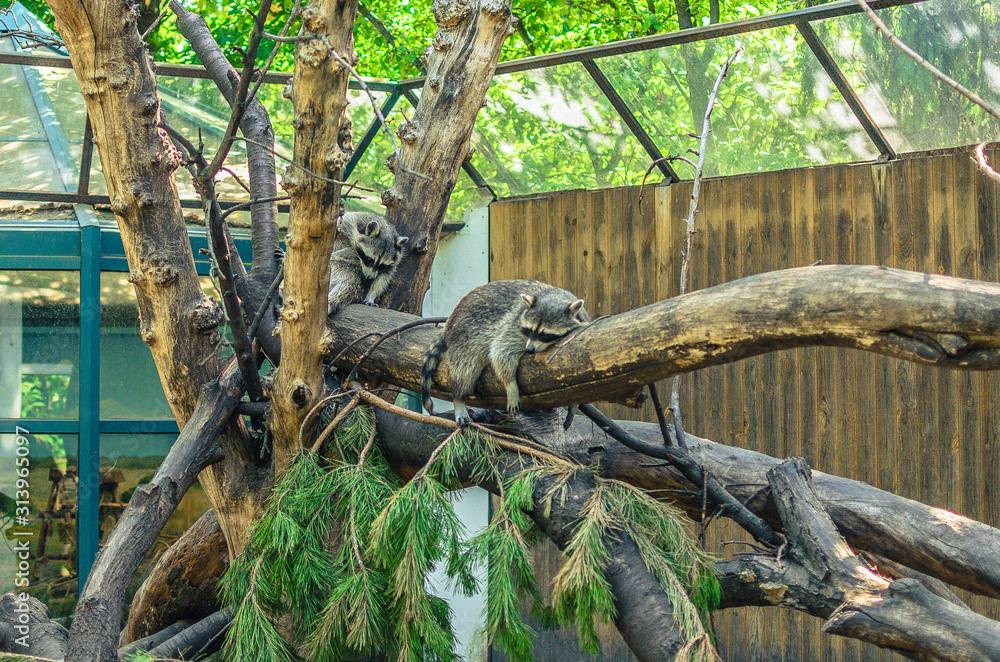 raccoon family sleeping on a tree trunk at the zoo. raccoon family sleeping on a tree trunk at the zoo.