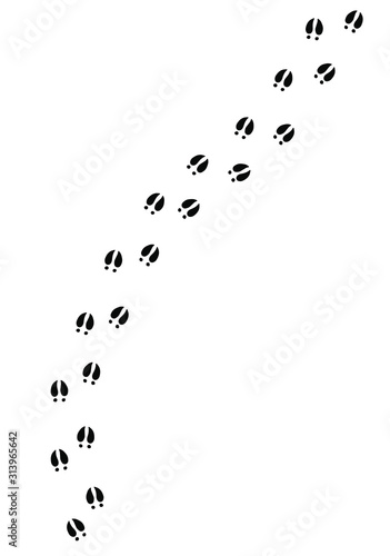 Vector black pig foot print steps path isolated on white background