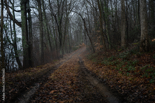Into the mist