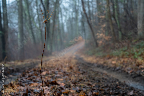 Into the mist