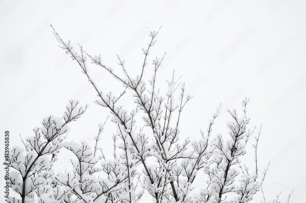 snow covered branches of tree