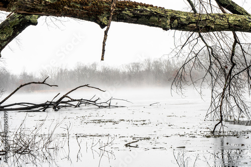 Into the mist