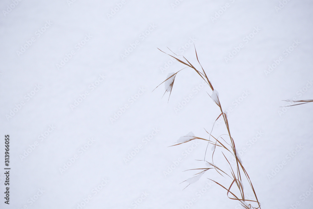 Obraz premium Snowy Trees