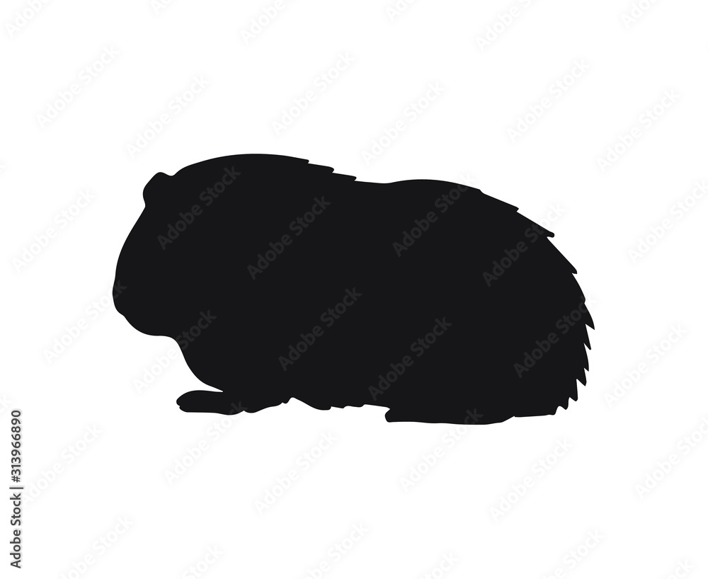 Vector black Guinea pig silhouette isolated on white background Stock
