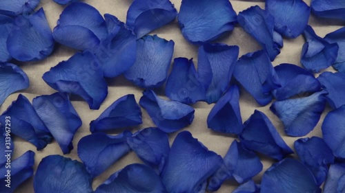 Blue rose petals slowly fall from top to bottom a bunch of other blue rose petals photo