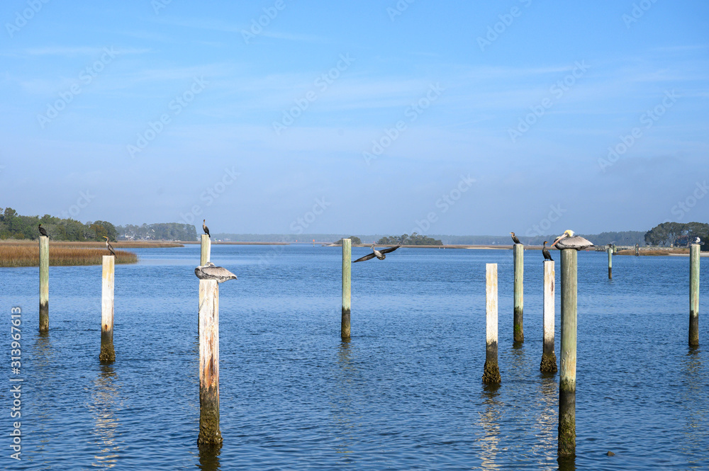 Pelicans and other birds sitting on poles at the beach. Looking over the waterway, various birds sitting on top of poles resting. One is flying in to land.