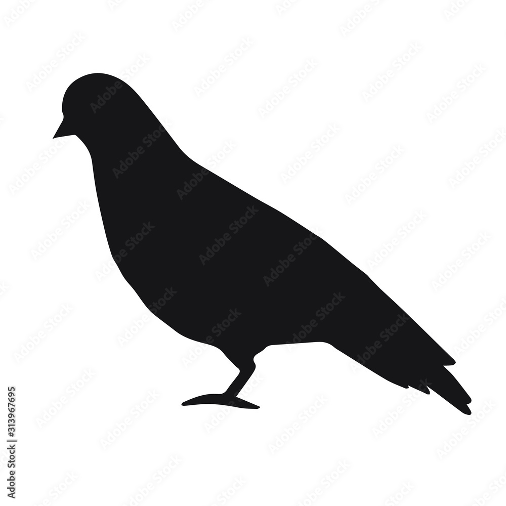 Fototapeta premium Vector black pigeon silhouette isolated on white background