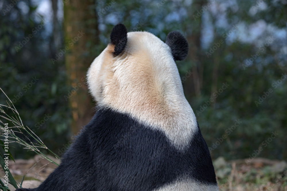Goofy Panda Bear Goofy Panda Bear