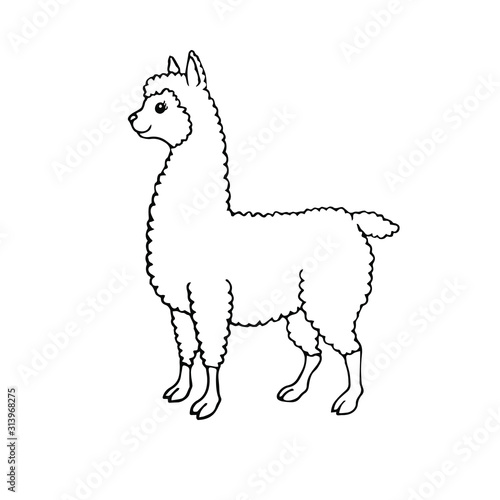 Vector hand drawn doodle sketch llama alpaca isolated on white background