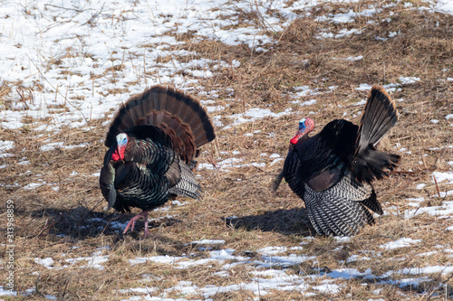 Obraz na plátně male turkeys strutting Running off a competitor showing dominance