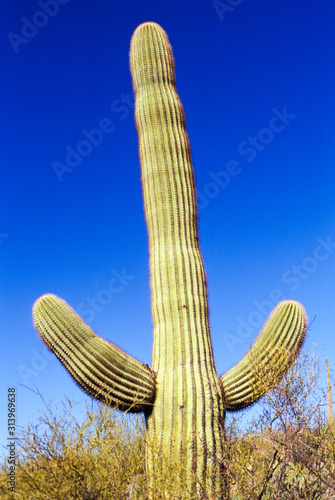 Saguaro Texas, Sonoran Desert, Arizona