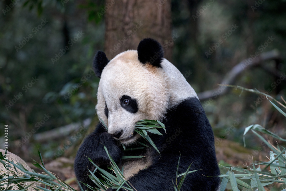 Fototapeta premium Panda Bear Eating Bamboo Leaves, Bifengxia Panda Reserve in Ya'an Sichuan Province, China. Panda 