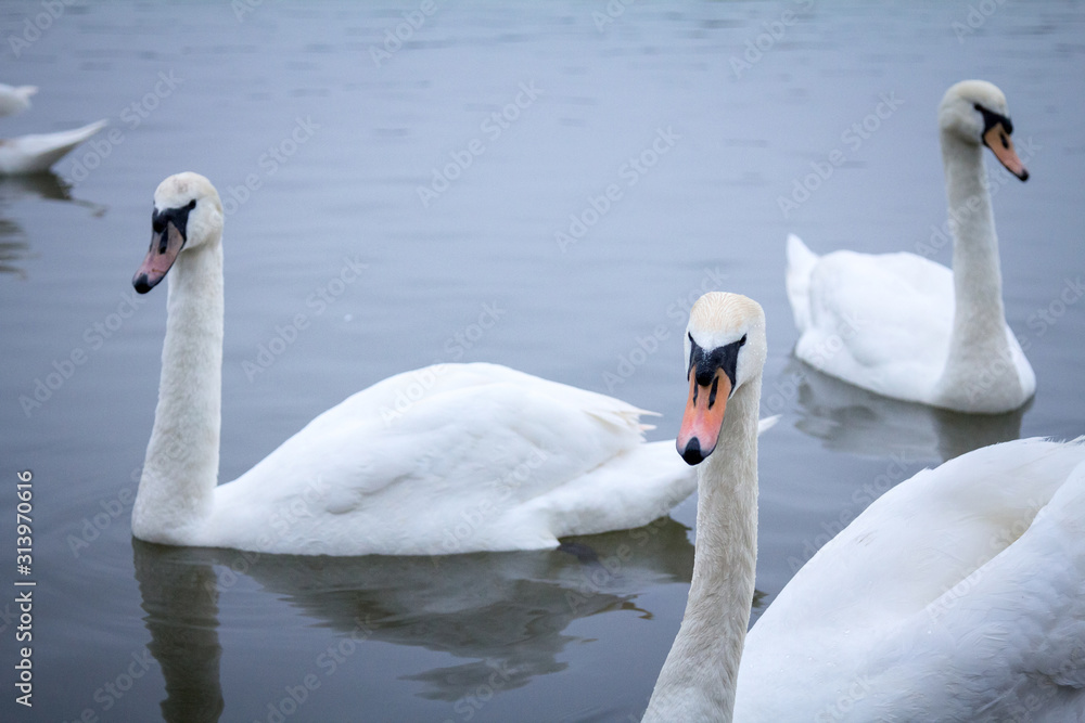 Flock of Swans, black and white types with their typical curved neck