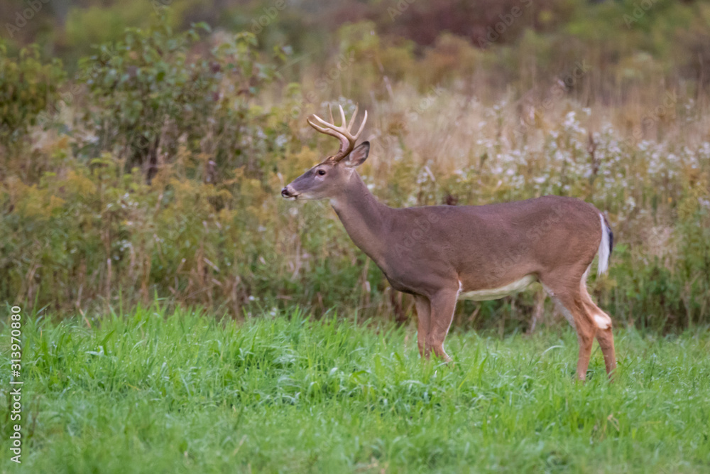 Whitetail buck deer standing in a field looking around. Whitetail buck deer standing in a field looking around.