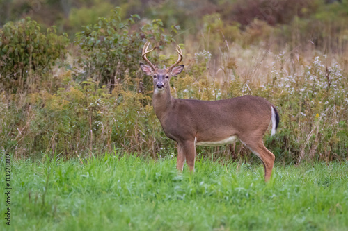 whitetail buck out standing in a field, board side to the camera.