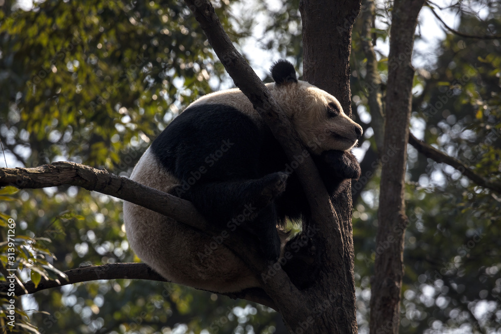 Obraz premium Panda Bear Sleeping on a Tree Branch, China Wildlife. Bifengxia nature reserve, Sichuan Province. Cute Lazy Baby Panda Sleeping in the Forest, Enjoying an afternoon nap curled into a ball shape.