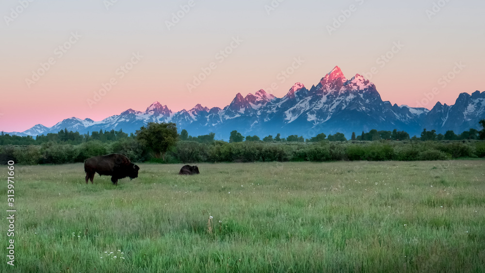 two bison grazing in grand teton park at sunrise