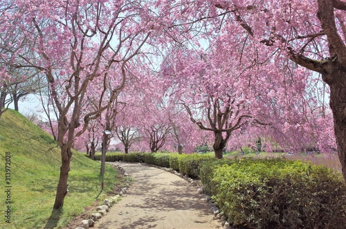 Fototapeta Naklejka Na Ścianę i Meble -  常陸風土記の丘の桜
