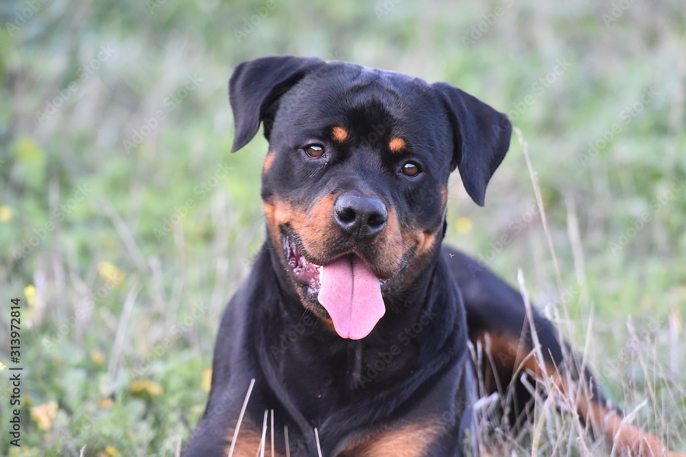 rottweiler