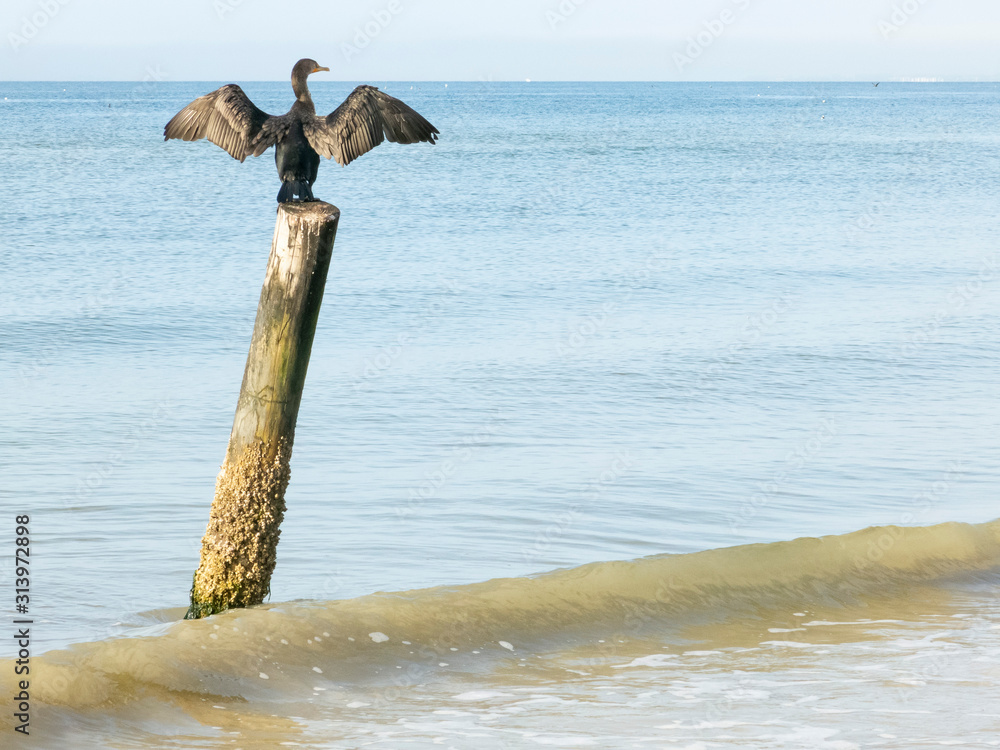 A cormorant bird dries it's wings on a post on a shoreline