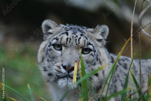 portrait of a leopard