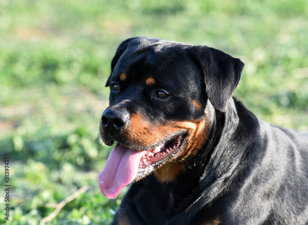 rottweiler in the green field