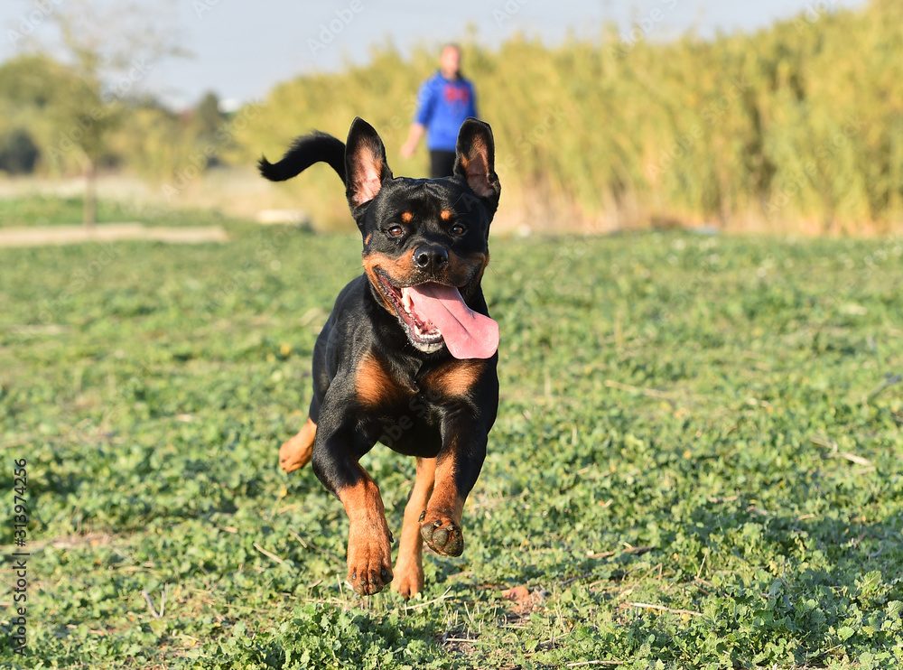 rottweiler in the green field