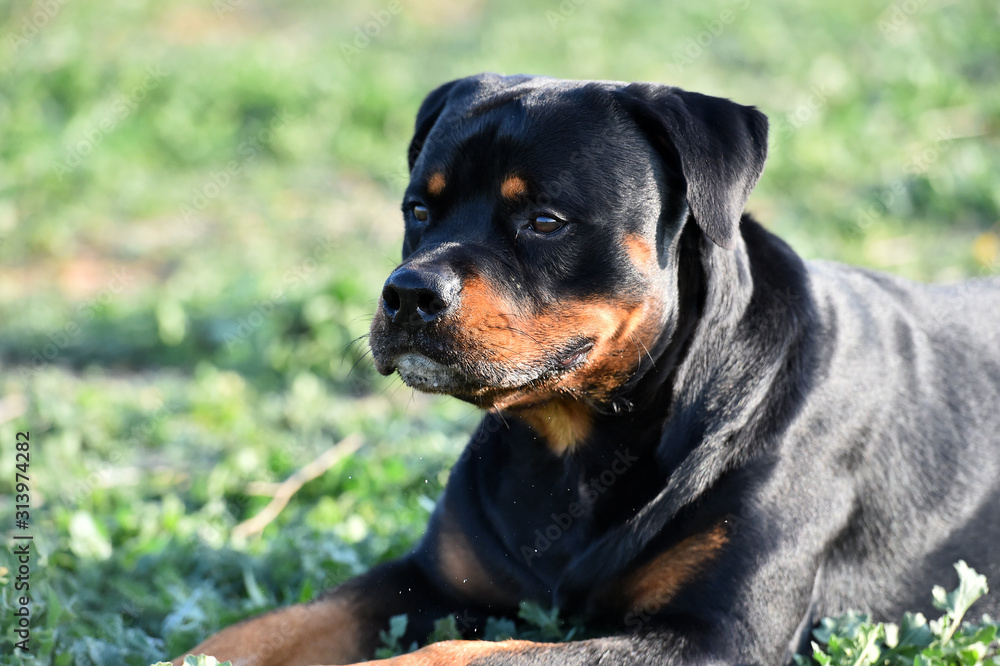 rottweiler in the green field