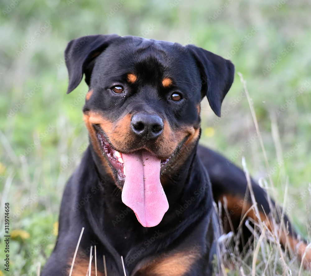 rottweiler in the green field