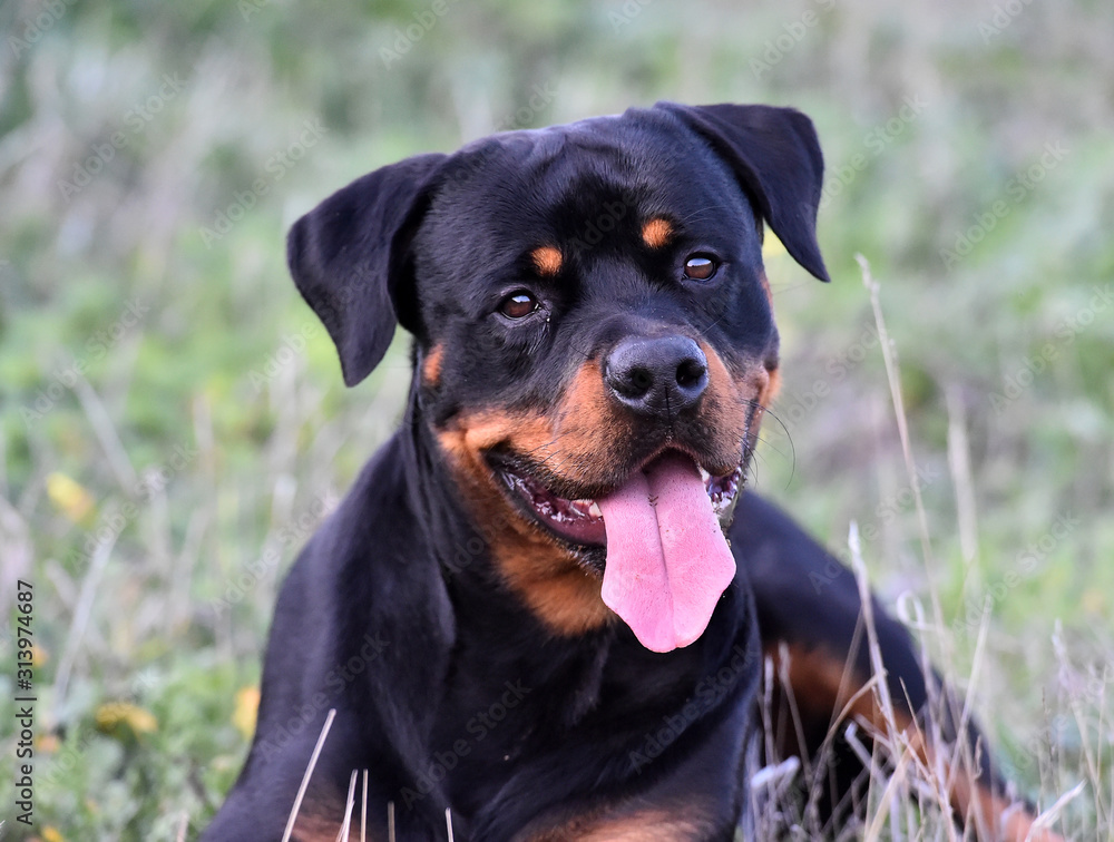 rottweiler in the green field