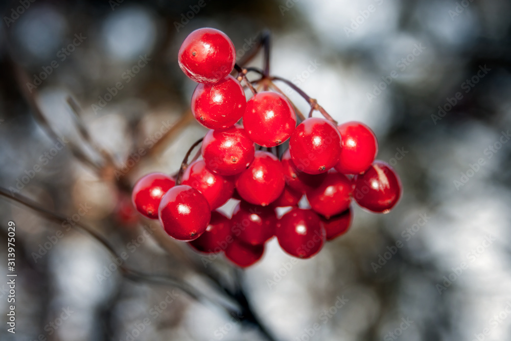 Ripe red viburnum berries lit by the sun's rays on a blurred background. Ripe red viburnum berries lit by the sun's rays on a blurred background.