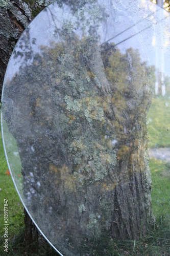 Reflection of Leaves in Glass Against a Tree