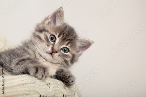 Cute striped kitten. Gray striped kitten playing on beige cotton plaid. Little cute striped fluffy cat on white background with copy space for your text.Newborn kitten, Kid animals veterinary concept.